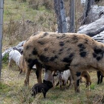 IMG_5743 0910/2019 - Chevaux, vaches, moutons sont souvent en liberté sur les pistes, aujourd'hui on peut rajouter les cochons. What a gorgeous mix of babies - I worried...